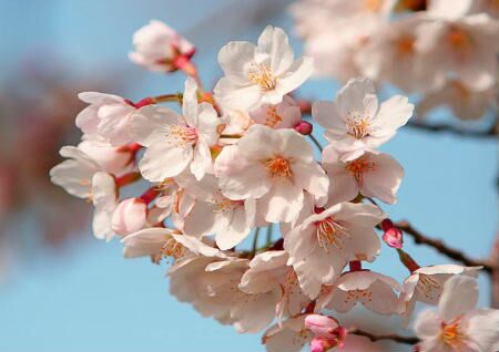 住宅風水怎么旺桃花運