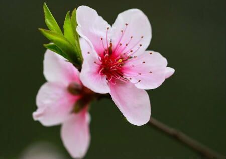 住宅風水怎么旺桃花運