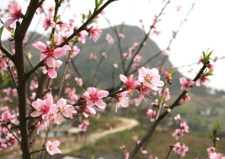 住宅風水怎么旺桃花運