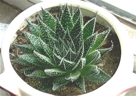 家里養帶刺的植物風水