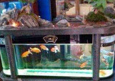 養魚風水之屬相養魚的避忌