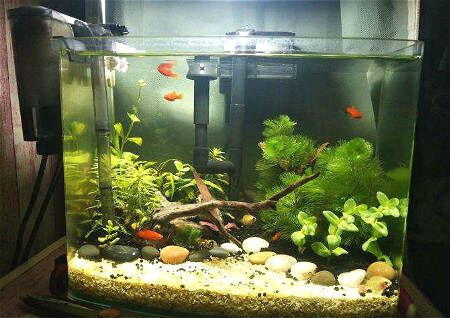 家中魚缸形狀風水