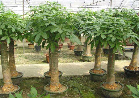 進門玄關擺放什么植物好