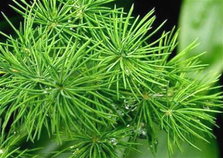 進門玄關擺放什么植物好