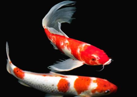 常見風水魚種類