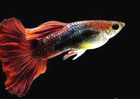 常見風水魚種類