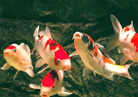 常見風水魚種類