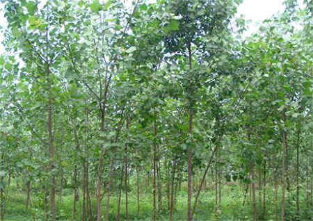 墳地周圍栽什么樹風水好