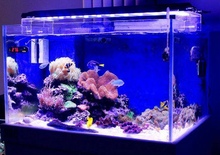 店鋪養魚風水講究
