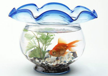 店鋪養魚風水講究