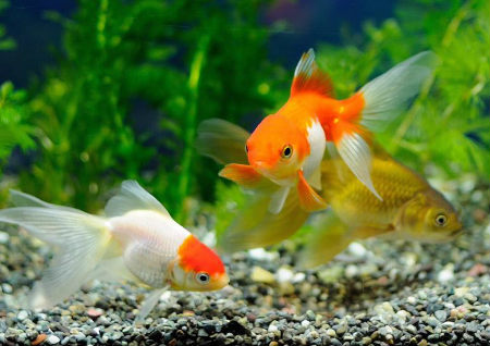 店鋪養魚風水講究