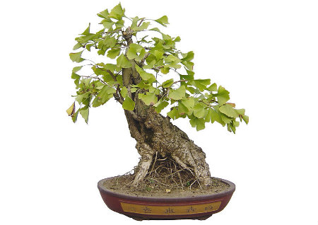 大門口風水擋煞植物有哪些