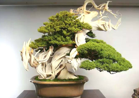 大門口風水擋煞植物有哪些