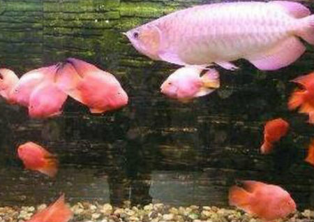 客廳魚缸的擺放風水有那些講究
