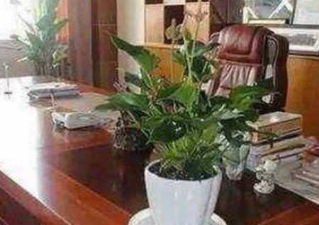 辦公室植物擺放風水有那些禁忌