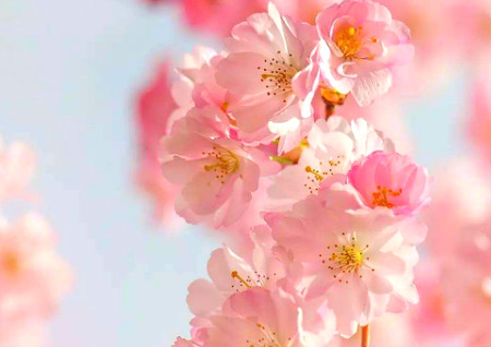 房間要放什么能增強桃花運