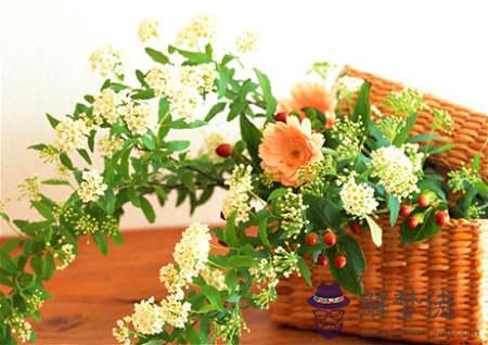 家里養什么花風水好