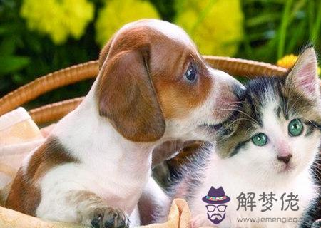 家中養貓狗的風水禁忌