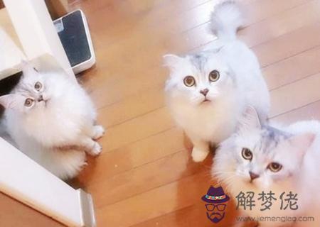 家中養貓狗的風水禁忌