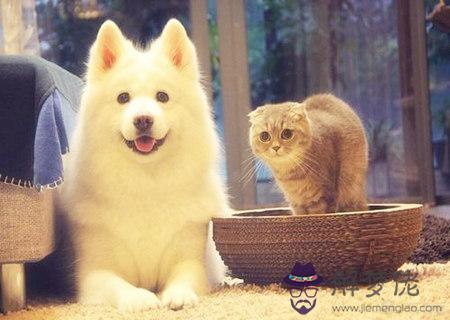 家中養貓狗的風水禁忌