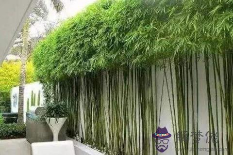 家里種竹子風水學 自家院子里能栽竹子嗎