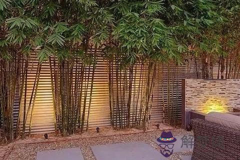 竹子與風水 家里種竹子風水好在哪