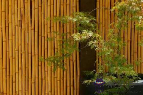 庭院竹子風水 庭院種竹子的風水講究