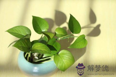 綠蘿能放在臥室嗎 綠蘿放在臥室好嗎