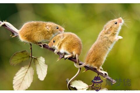 2020年哪方不利 2020年不利方位如何辟邪化解