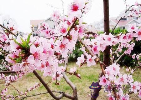 催旺桃花的風水布局