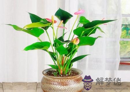 家里千萬不能養的六種花