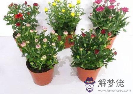 家里千萬不能養的六種花