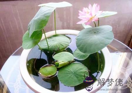 家里千萬不能養的六種花