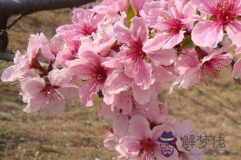 2020年桃花運哪個方位 2020年風水桃花運