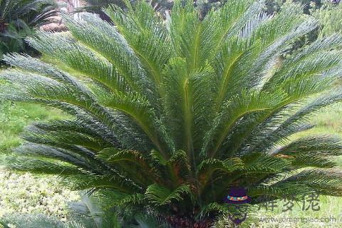 鐵樹對家庭的風水好嗎 鐵樹擺放在室內還是陽臺好