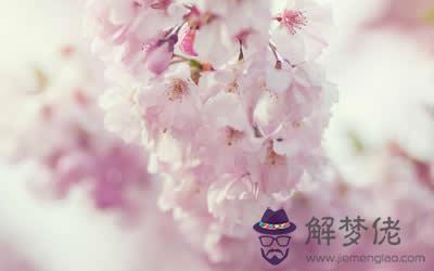 風水上女孩養什么植物招桃花(圖文)