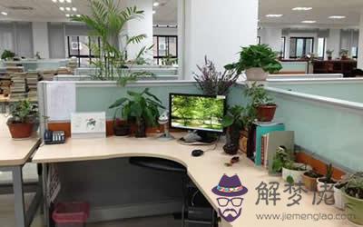 公司養花風水有哪些特殊講究(圖文)