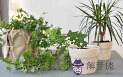化煞植物 家里可以化煞的植物有哪些(圖文)