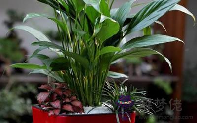 室內放什么植物風水最好 家里適合擺放的植物(圖文)