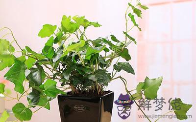 客廳放植物風水 客廳擺放植物的風水知識(圖文)