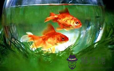 辦公室養魚的風水講究 辦公室如何養魚(圖文)