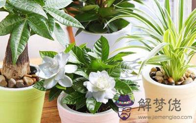 客廳擺什么植物風水好 可以增加好運(圖文)