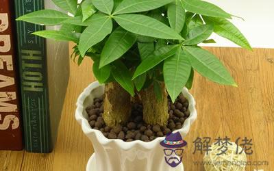 發財樹擺放位置風水 公司發財樹的擺放(圖文)