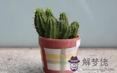 仙人掌擺放的風水講究 為什么不要擺放仙人掌(圖文)