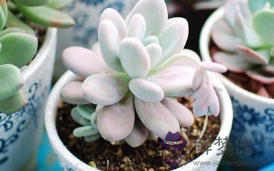 家里植物風水 家里適合擺放的植物(圖文)