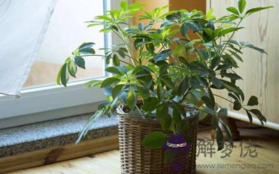 家中植物風水知識 選擇正確的植物擺放(圖文)