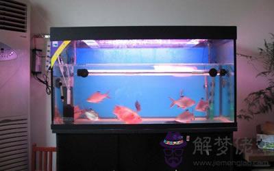 家中魚缸擺放位置風水 正確擺放是怎樣的(圖文)