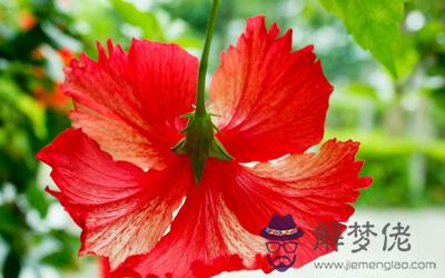 家中庭院千萬不能栽種的植物(圖文)