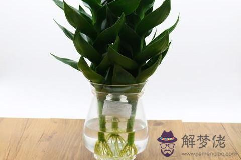 關于風水植物 觀音竹有什么作用