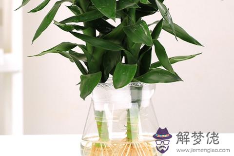 觀音竹擺放什么位置好 觀音竹擺放禁忌你知道多少